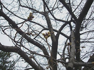 もうじきつぼみ