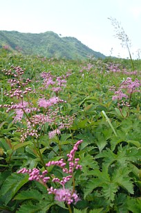 シモツケソウ群生