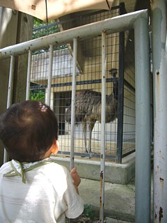 じっくりエミュー