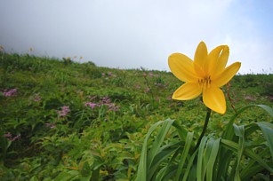 ニッコウキズゲ今を盛りに天に伸びゆく