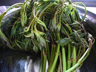 トリアシショウマ調理前