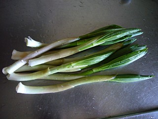 アマナ（ユキザサ）