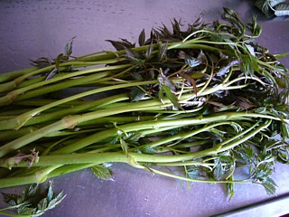 ヤマブキショウマとトリアシショウマ