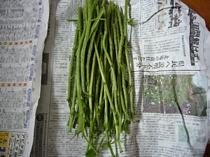 ミヤマイラクサ