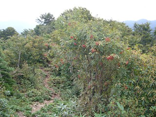 山頂のナナカマド
