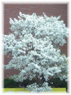 違う種類の桜？