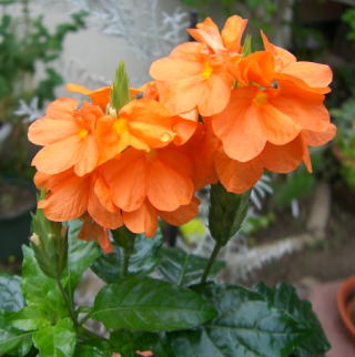 ｸﾛｻﾝﾄﾞﾗ