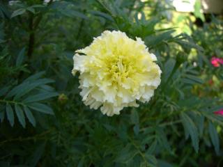 ﾏﾘｰｺﾞｰﾙﾄﾞ