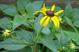 ﾄﾞｲﾂﾋﾏﾜﾘ