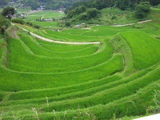 棚田２