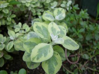 ﾍﾘｸﾘｻﾑﾗｲﾄ