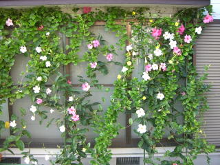 ﾏﾝﾃﾞﾋﾞﾗ