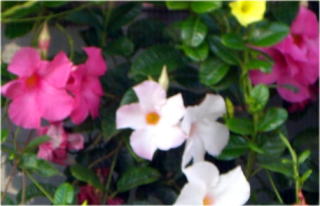 ﾏﾝﾃﾞﾋﾞﾗ