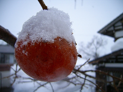 カキ(大)