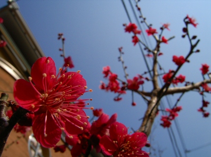 空と紅梅