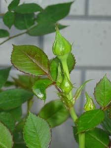 ミニバラ08_4_25.jpg