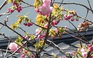 ボタン桜06_4_7
