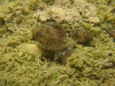 ヒメモノアラガイ Austropeplea ollula 琉球弧のちんなん 楽天ブログ