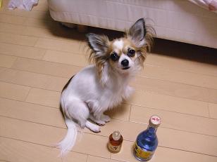 コピー ～ 2010年01月25日_DSCF2537.JPG