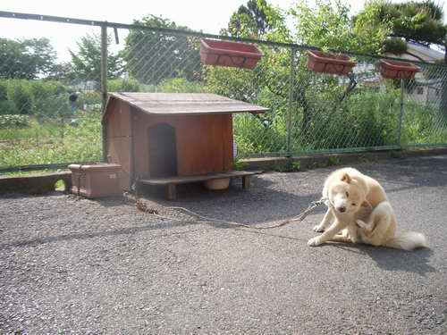 サイズ変更atarasii 957.jpg