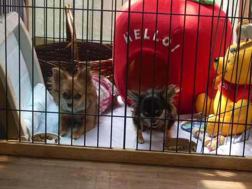 サイズ変更atarasii 1012.jpg