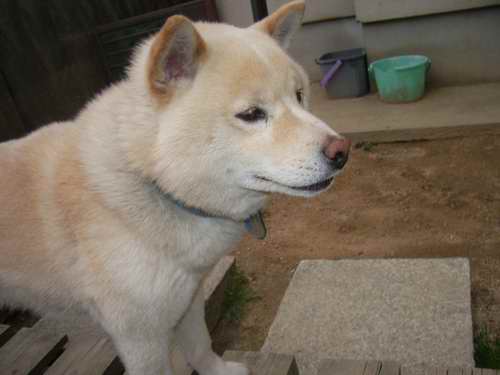 サイズ変更atarasii 866.jpg