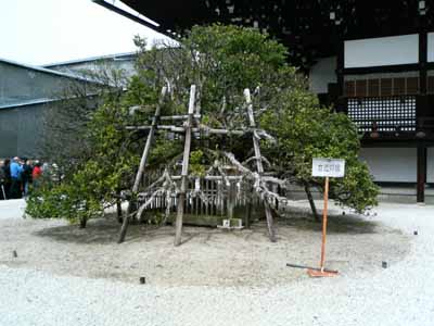 ukon