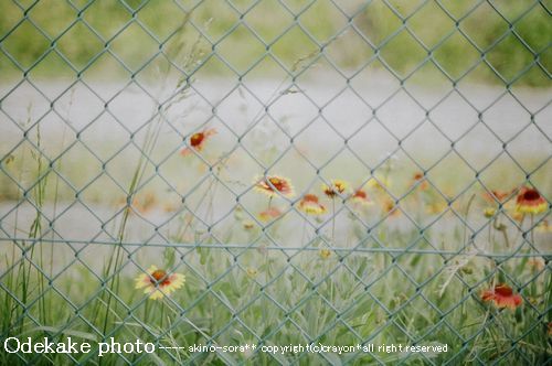 フェンス越しに。。こんなにカワイイお花