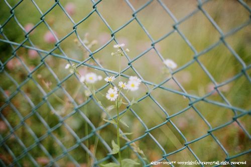 草かな。。でもお花がカワイイ！