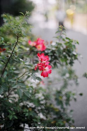 最近の雨で痛んでしまったけど、綺麗だね。。