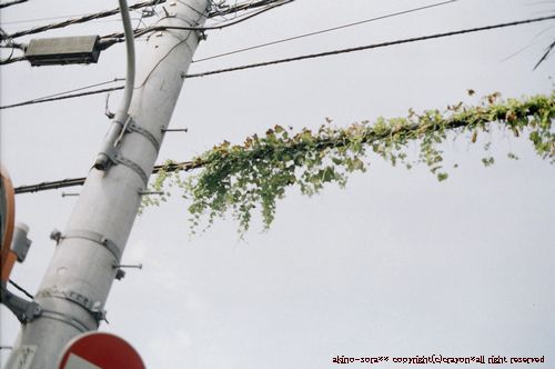 電線、大丈夫？