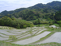 大山千枚田