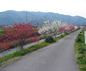 ハナモモ街道