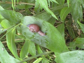 かたつむり