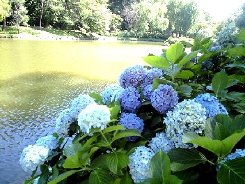 月寒公園アジサイ２