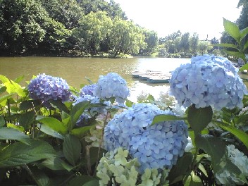 月寒公園アジサイ3