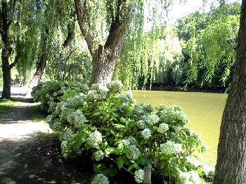 月寒公園アジサイ4