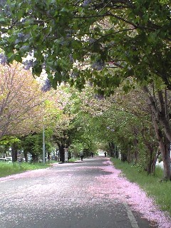2009524八重桜