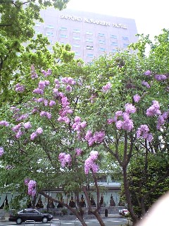 紫のライラック