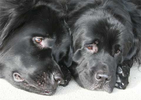 テンくん＆アリス