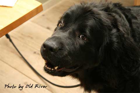 ドッグラン＆カフェ