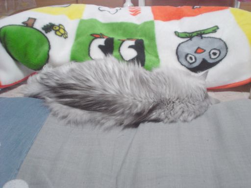 にゃんこ先生の午後