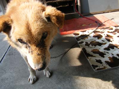 コロッケちゃん