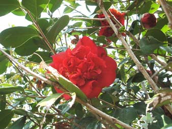 お花