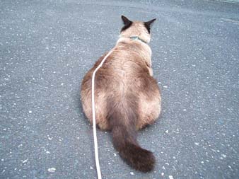 太ってるなぁ・・