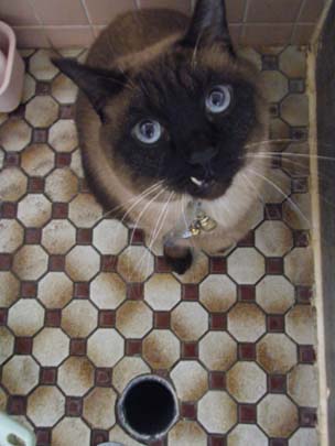 お目目くりくりきららさん