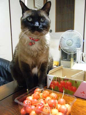 さくらんぼときららさん