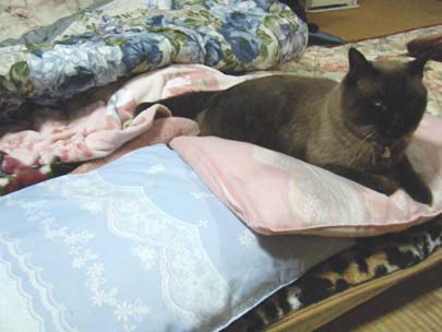 ヒトの枕に・・（涙）