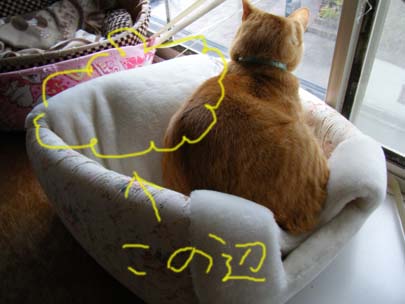 つぶれてるキティさん・・