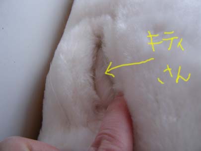 キティさん少し見えてます